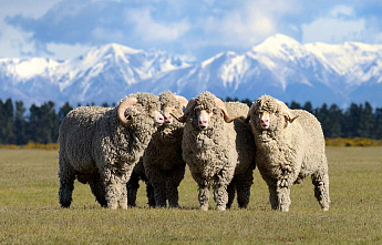 SMARTWOOL: УМНАЯ ШЕРСТЬ МЕРИНОСА