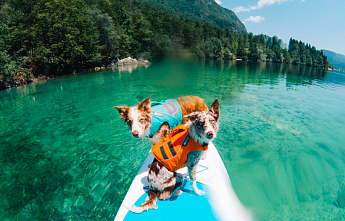 Братья наши меньшие: обзор товаров для животных