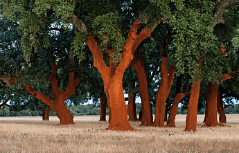 ASPORTUGUESAS: будущее планеты на ваших ногах