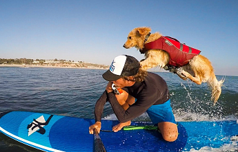 ГАЙД: КАК КАТАТЬСЯ НА SUP С СОБАКОЙ